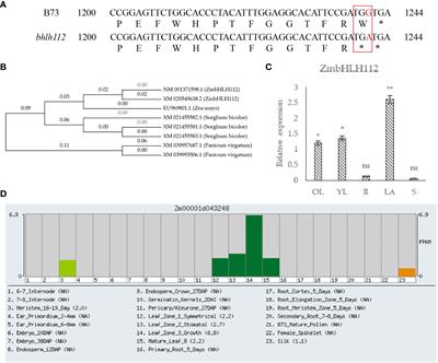Morphological characterization and transcriptome analysis of leaf angle mutant bhlh112 in maize [Zea mays L.]